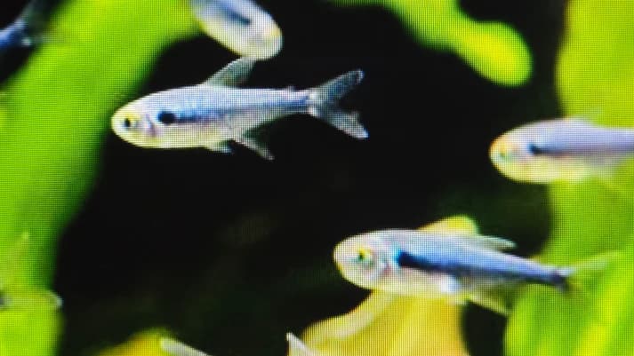 Diamond black neon tetra 3cm