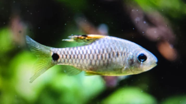 Draped fin barb 2cm
