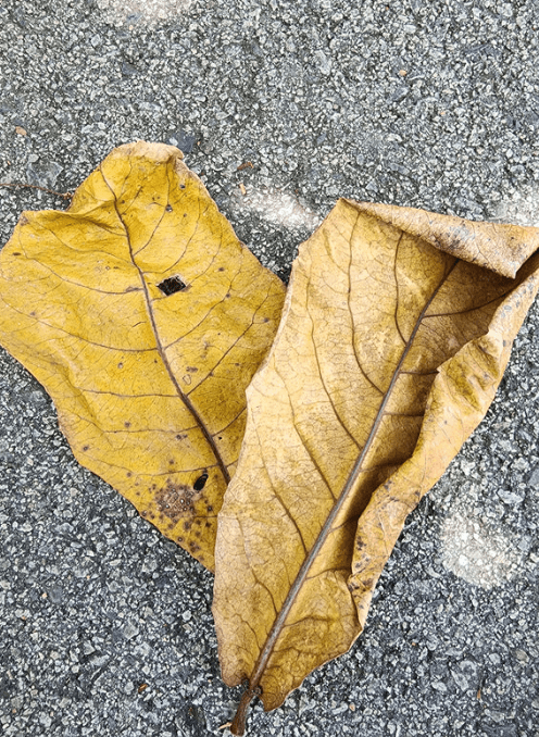 Dried Ketapang leaves