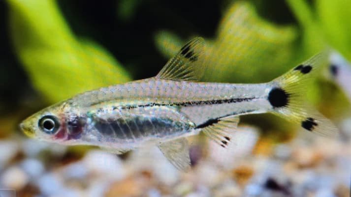 Dwarf scisscortail rasbora 1.5cm
