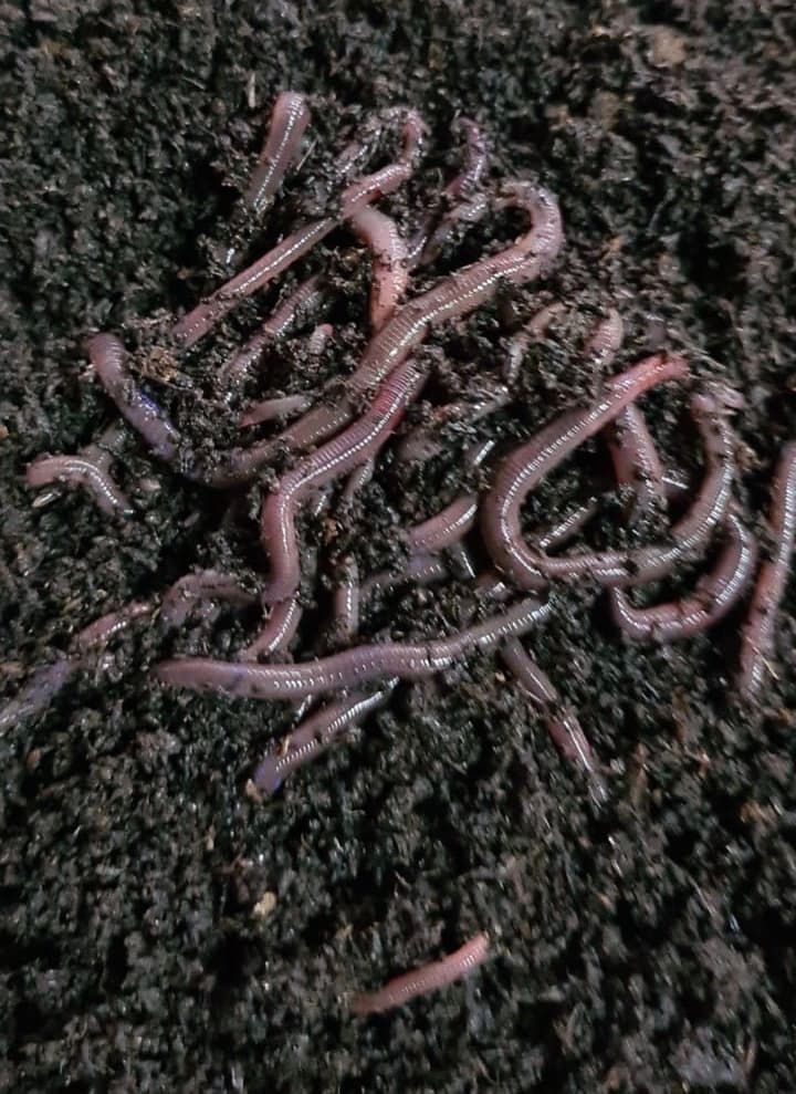 Earthworms African Night Crawler ANC earthworms compost worms