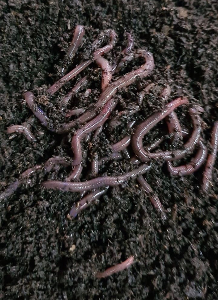 Earthworms African Night Crawler ANC earthworms compost worms