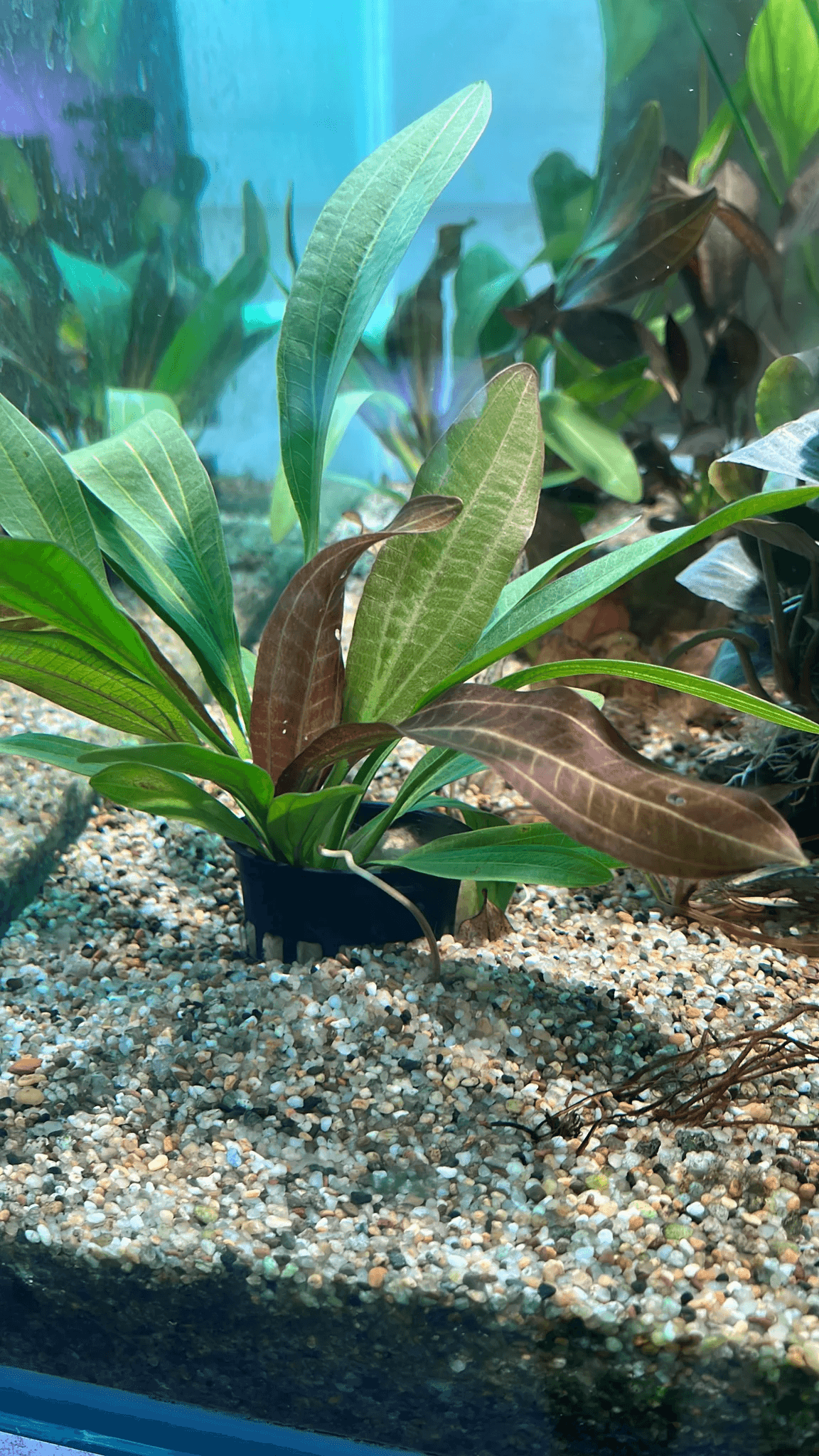 Echinodorus 'Red Rubin'