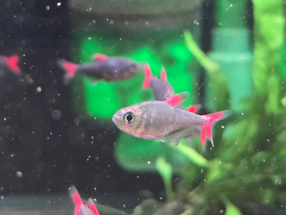 Eilyos tetra 2cm