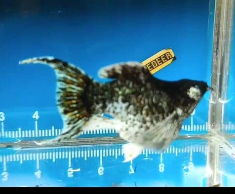 Electric blue eyes ballon molly