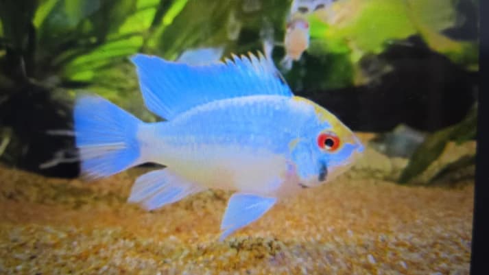 Electric blue ram 3cm