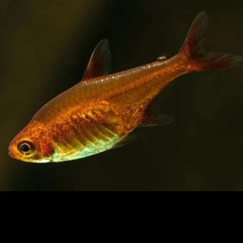 Ember tetra 2cm