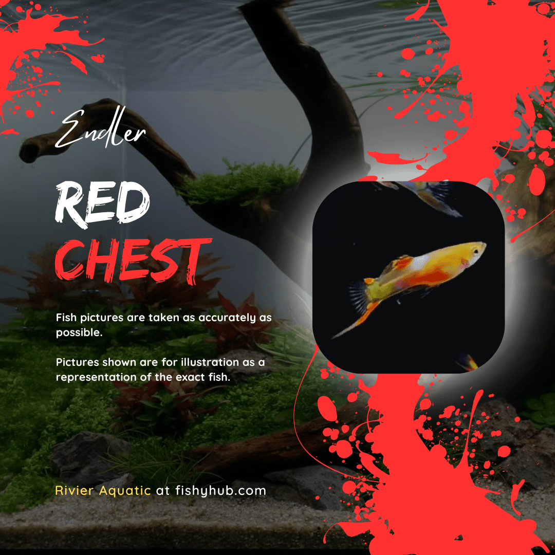 Endler Red Chest
