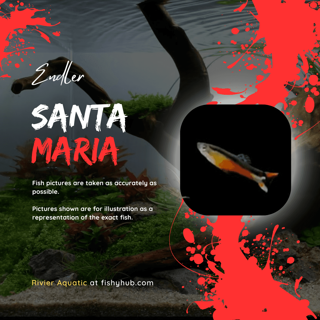 Endler Santa Maria