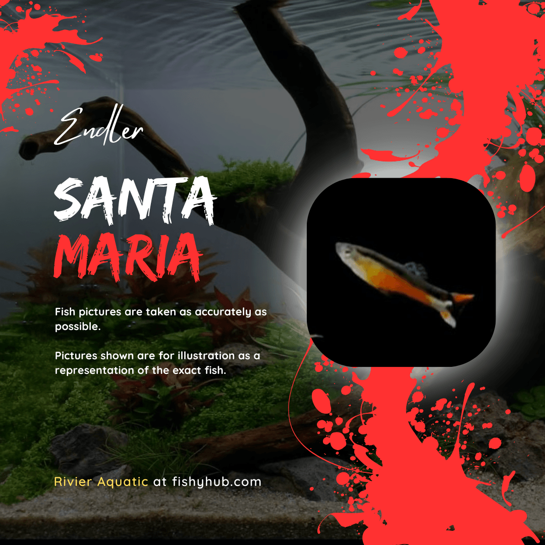 Endler Santa Maria