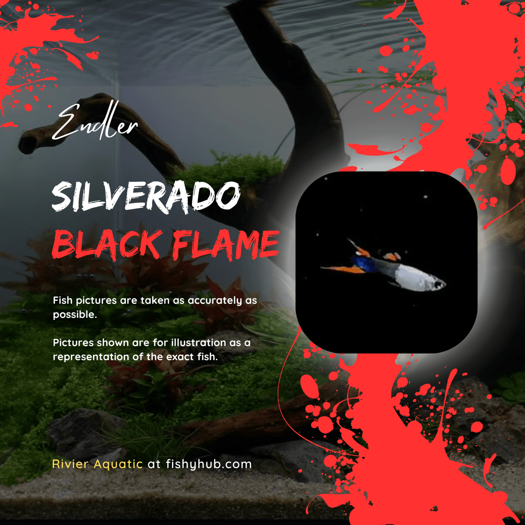 Endler Silverado Black Flame