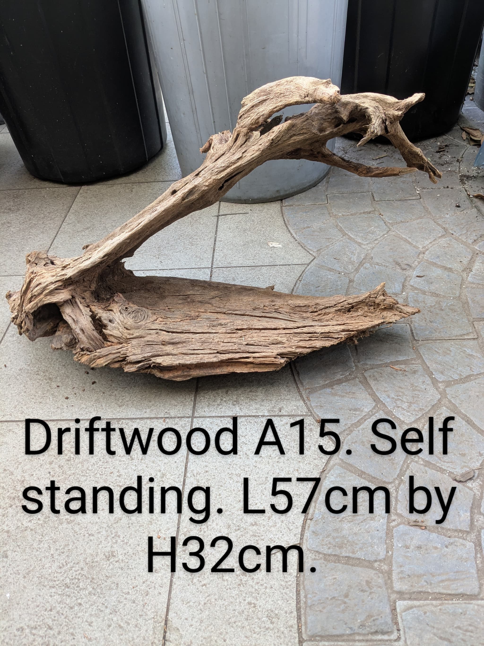 Extra large beautiful shaped Malayan driftwood