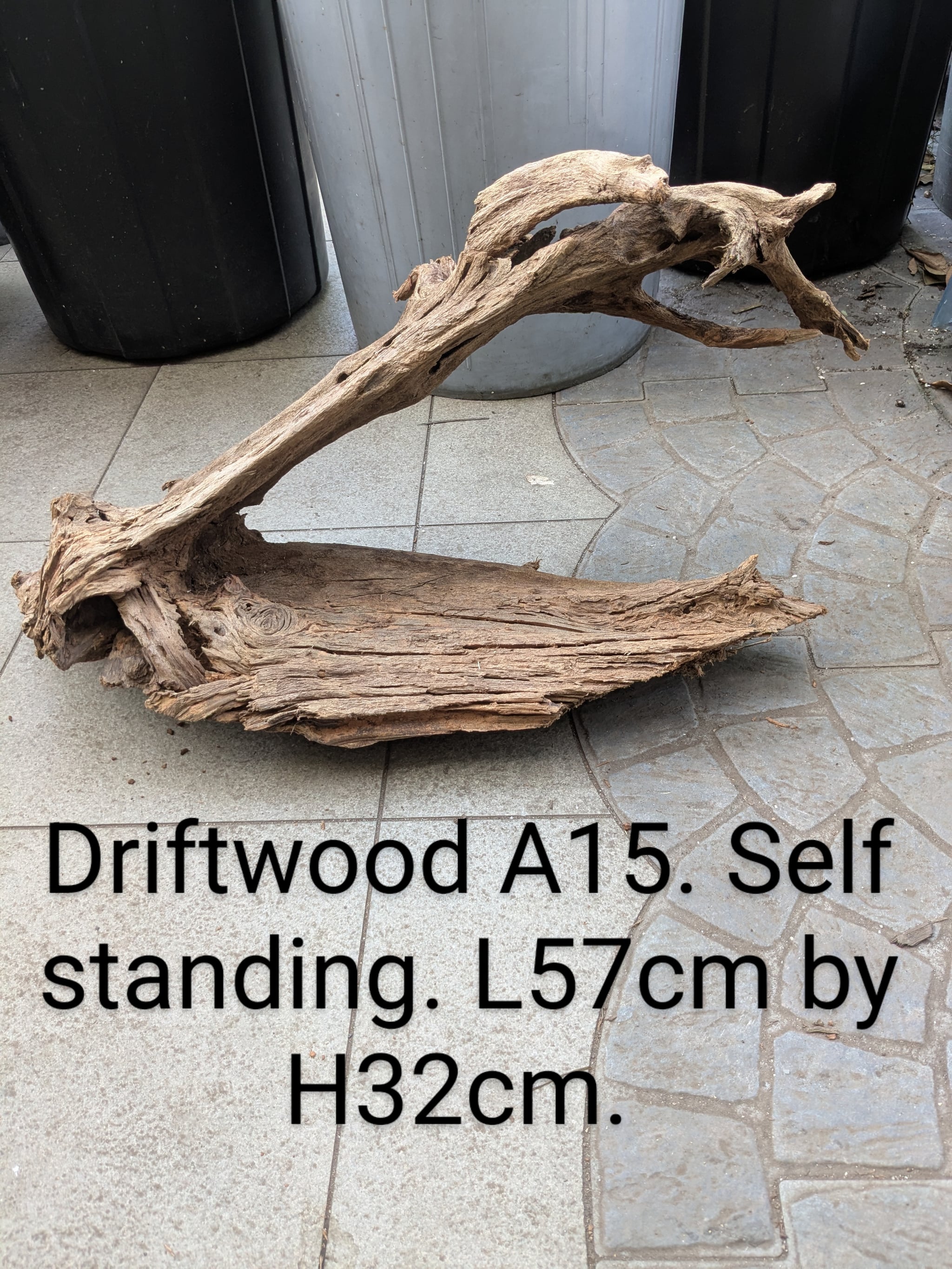 Extra large beautiful shaped Malayan driftwood
