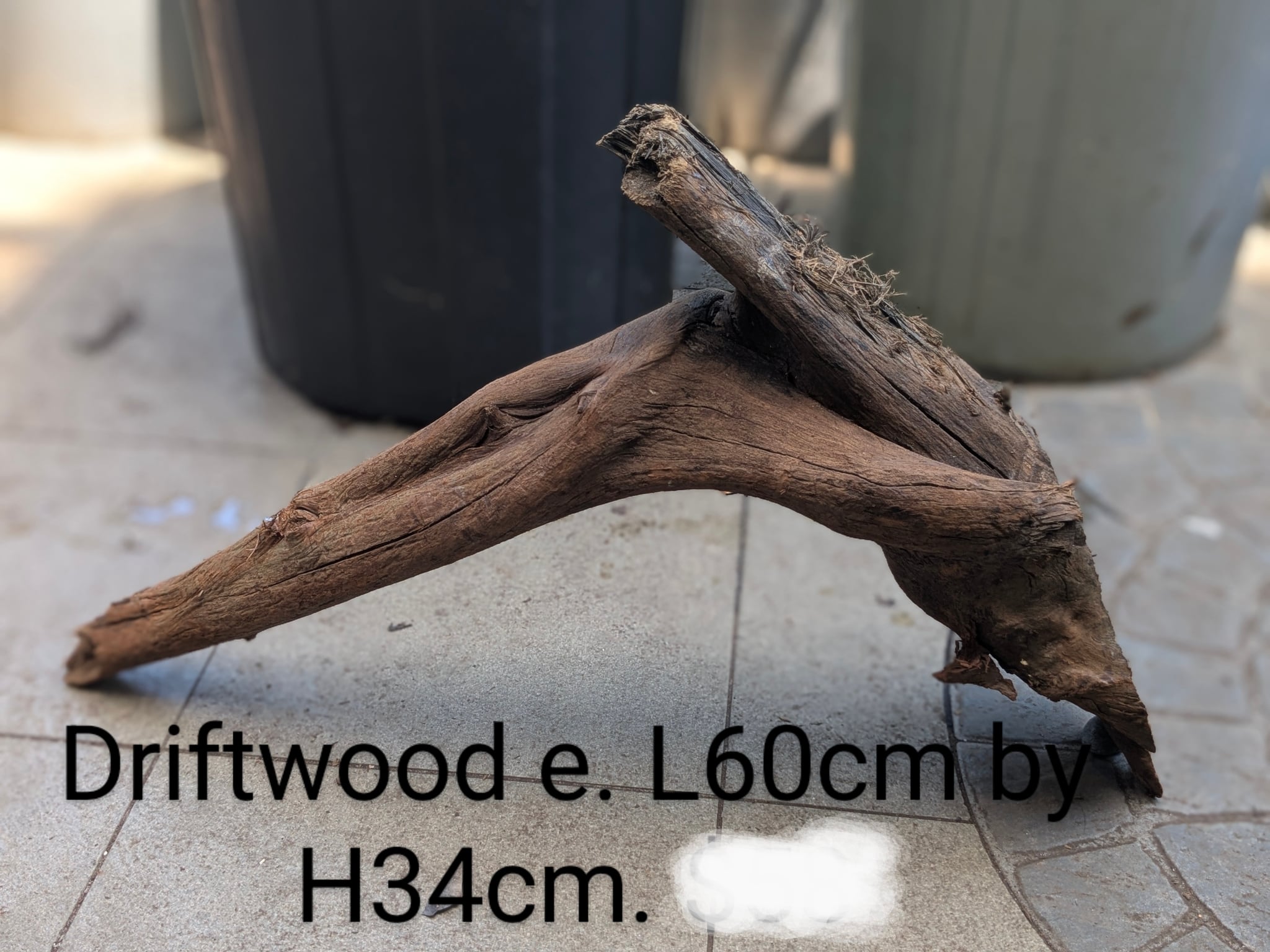 Extra large beautiful arch shaped Malayan driftwood