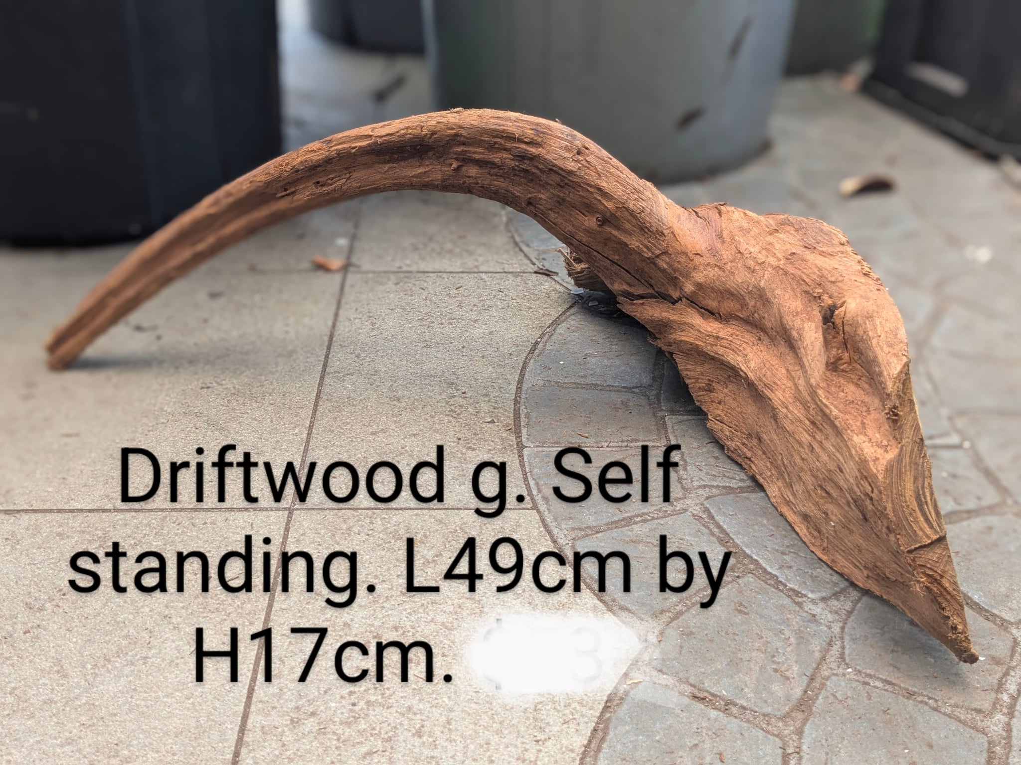Extra large beautiful arch shaped Malayan driftwood
