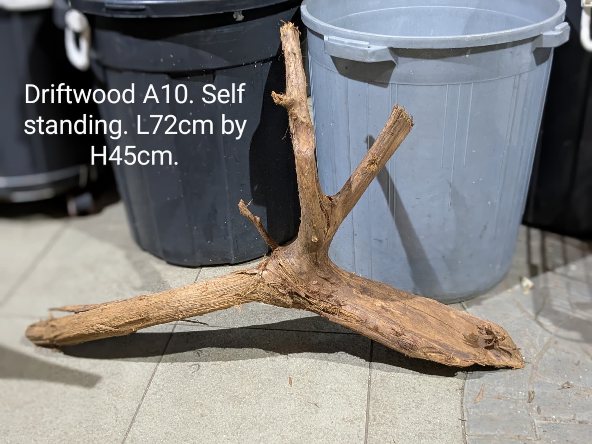 Extra large beautiful arch shaped Malayan driftwood