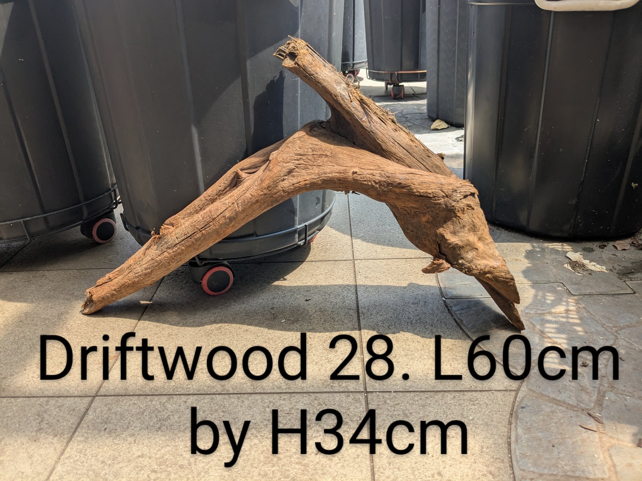 Extra large beautiful arch shaped Malayan driftwood