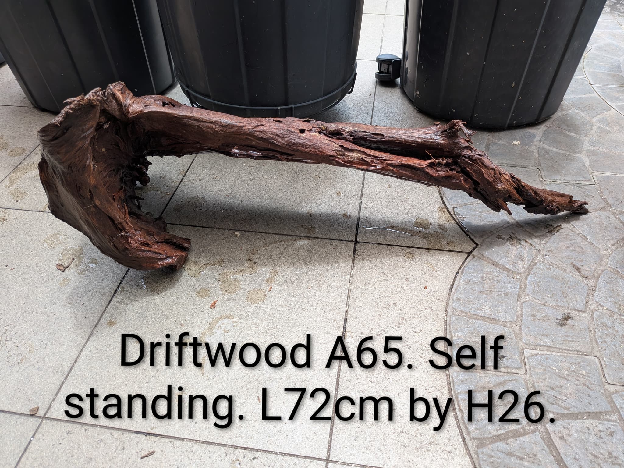 Extra large beautiful arch shaped Malayan driftwood