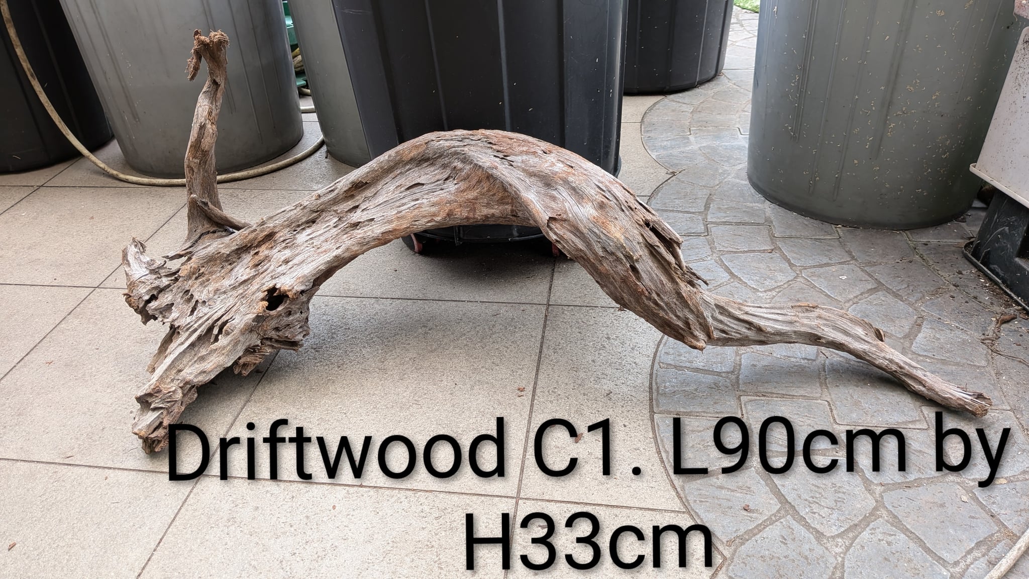 Extra large beautiful arch shaped Malayan driftwood
