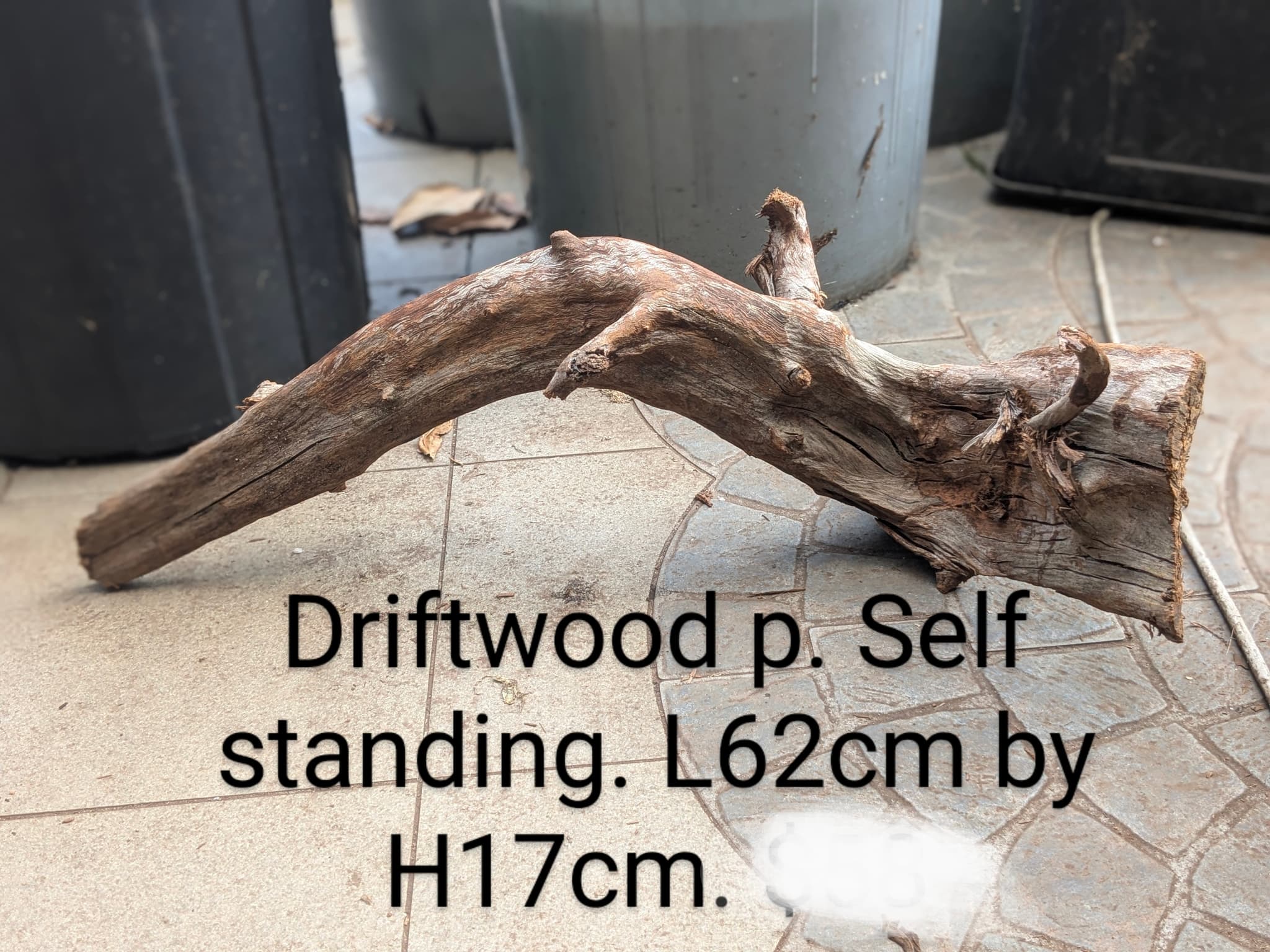 Extra large beautiful shaped Malayan driftwood