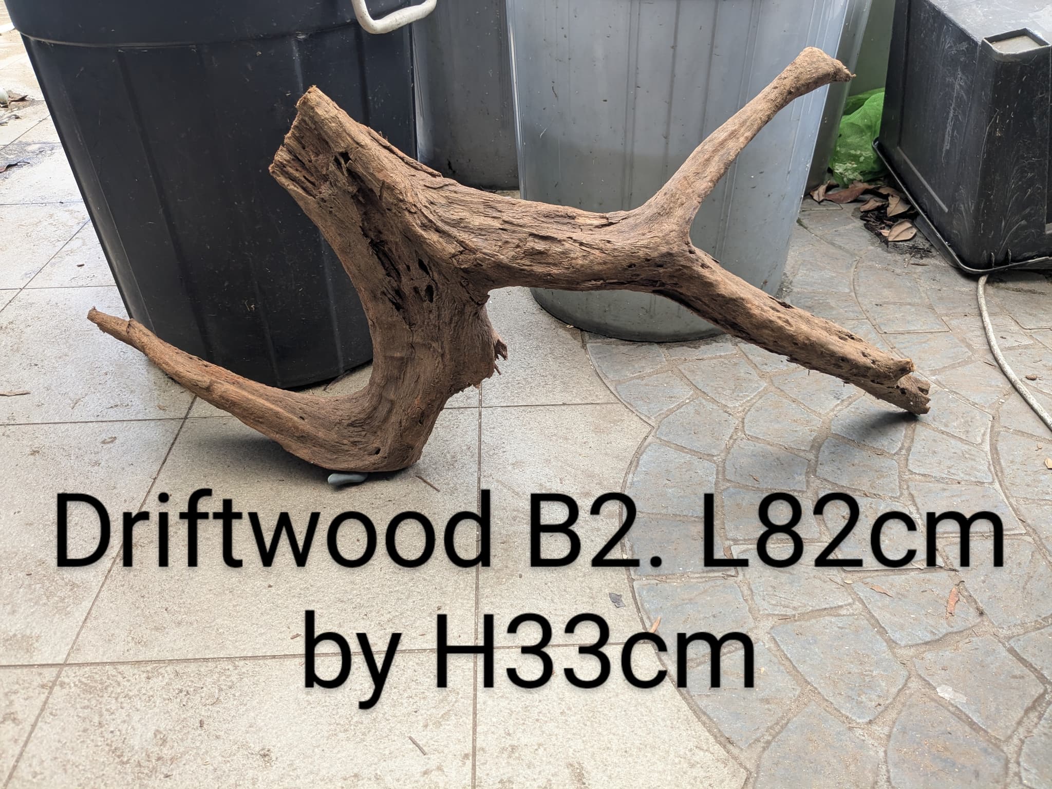 Extra large beautiful shaped Malayan driftwood