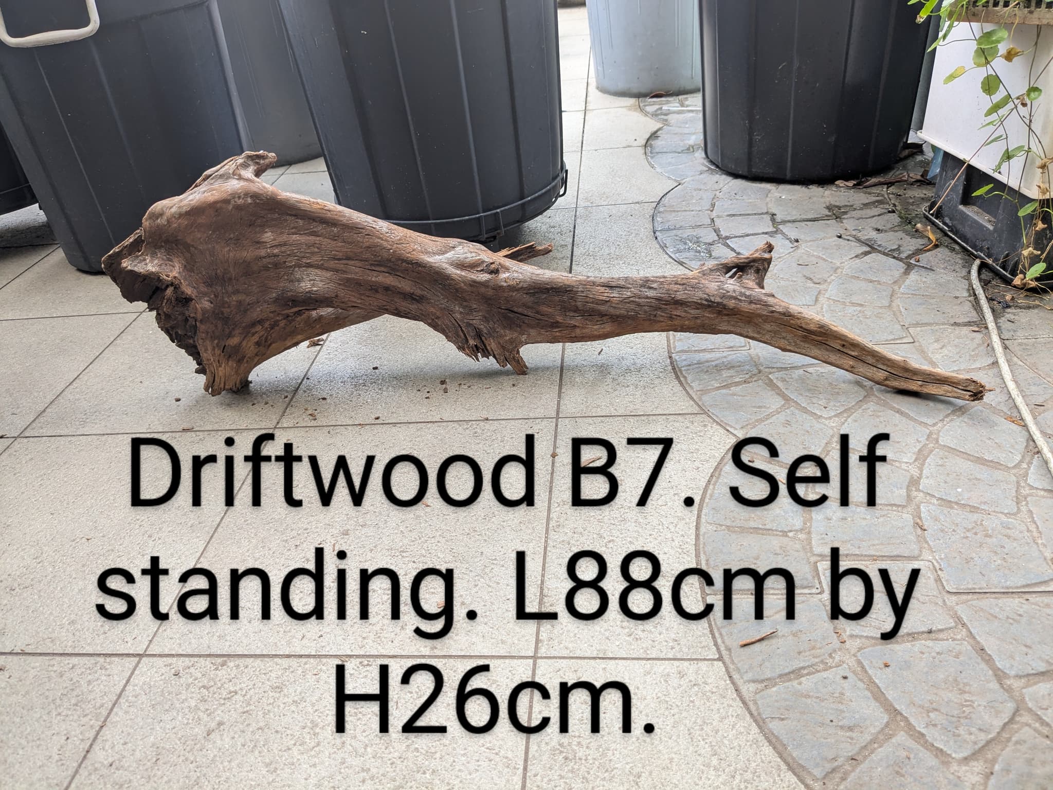 Extra large beautiful shaped Malayan driftwood