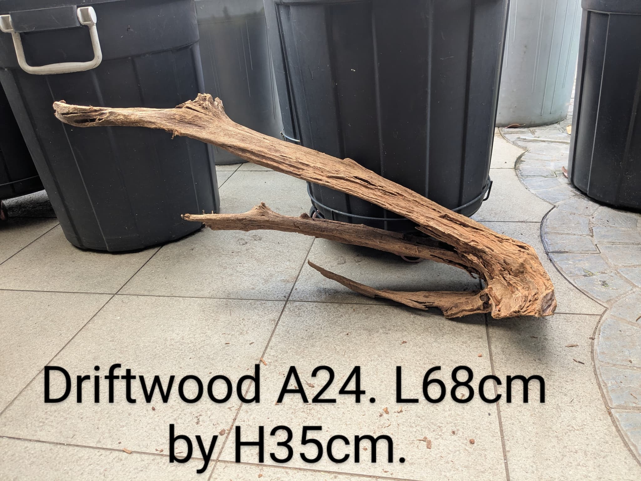 Extra large beautiful shaped Malayan driftwood