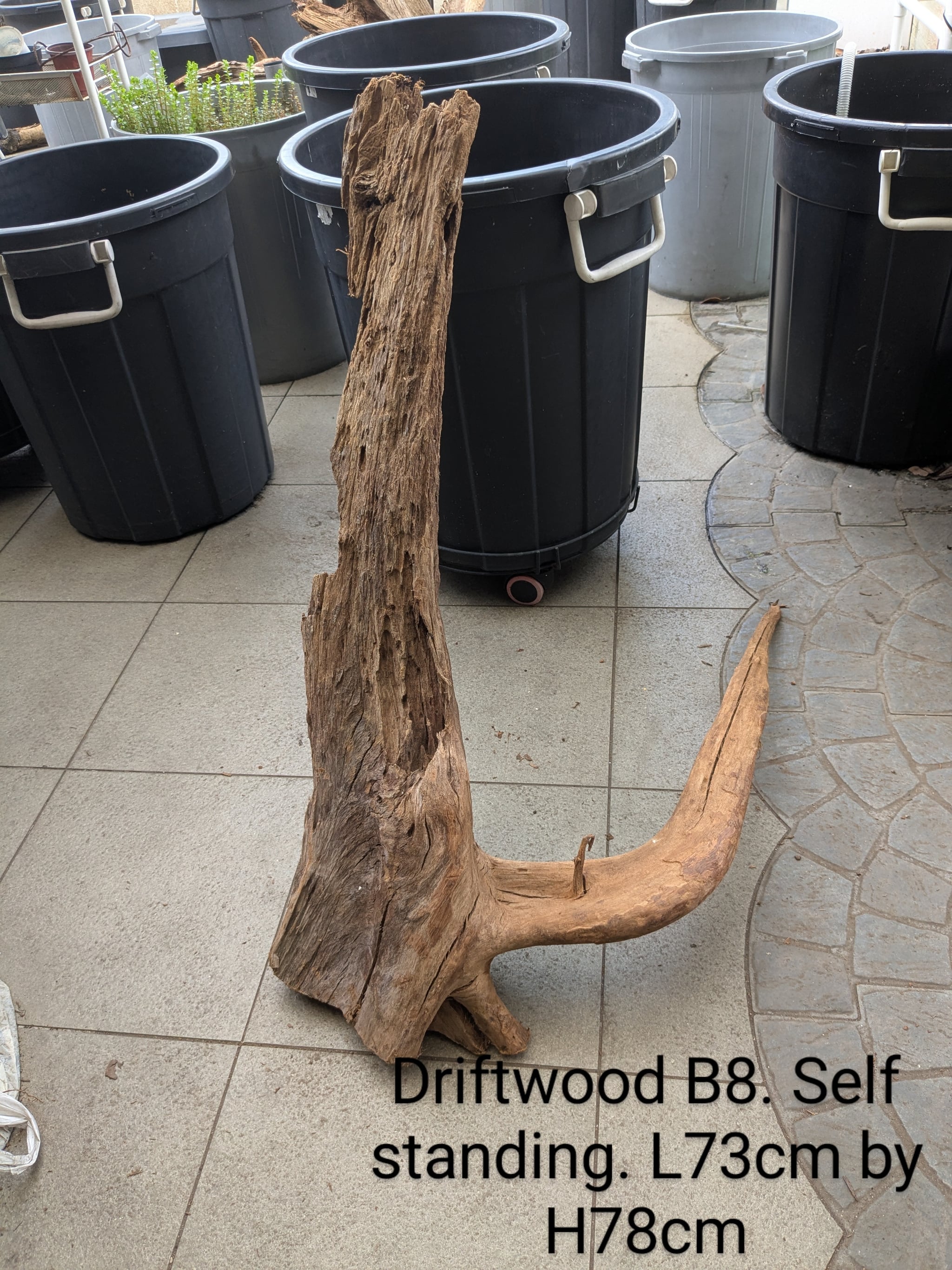 Extra large beautiful shaped Malayan driftwood