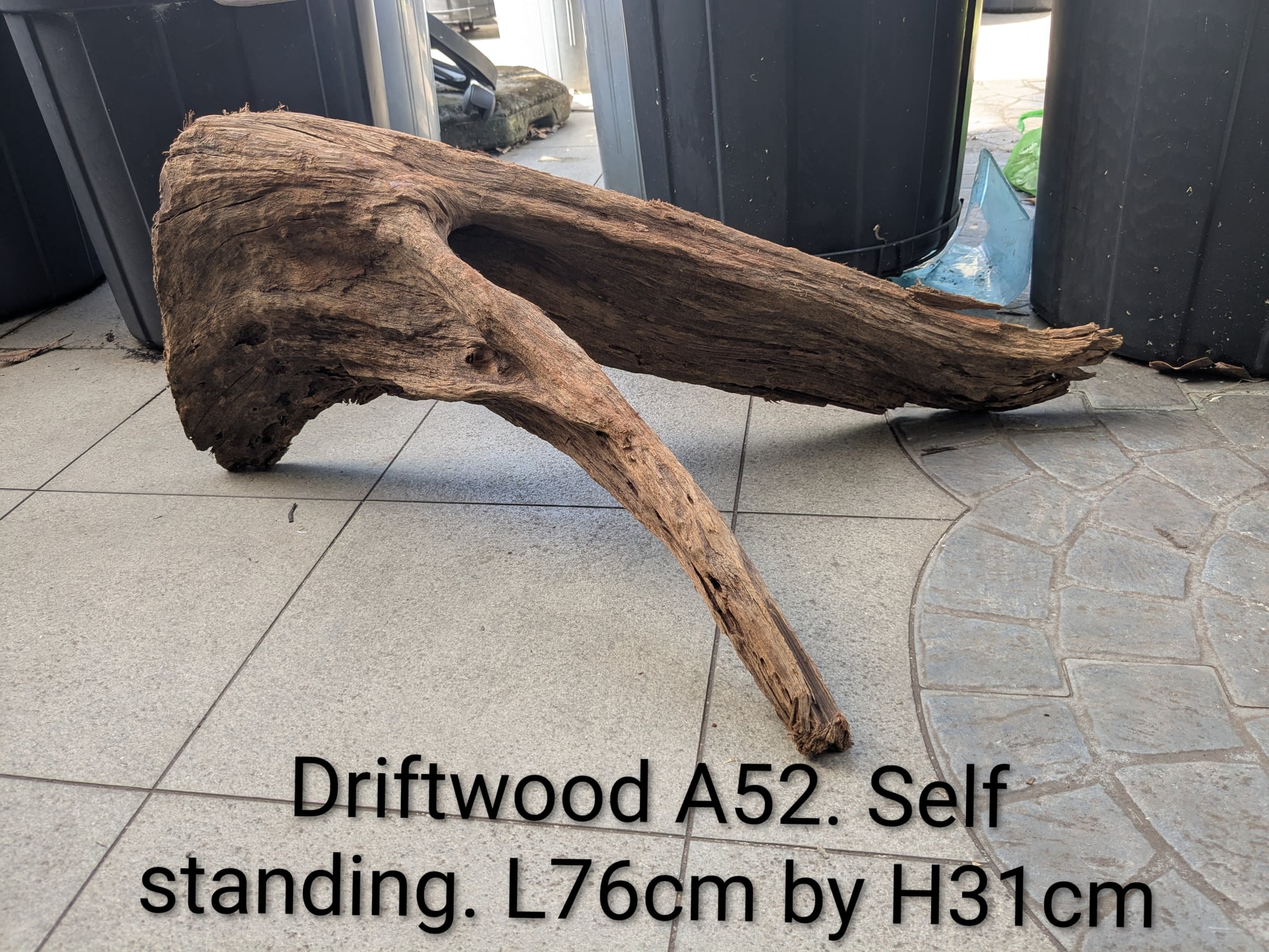 Extra large beautiful shaped Malayan driftwood