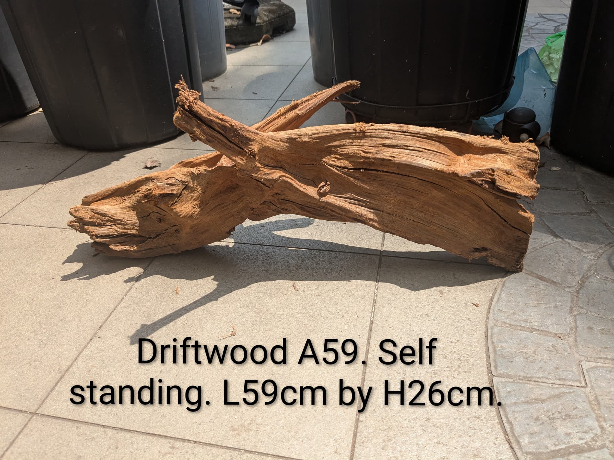 Extra large beautiful shaped Malayan driftwood