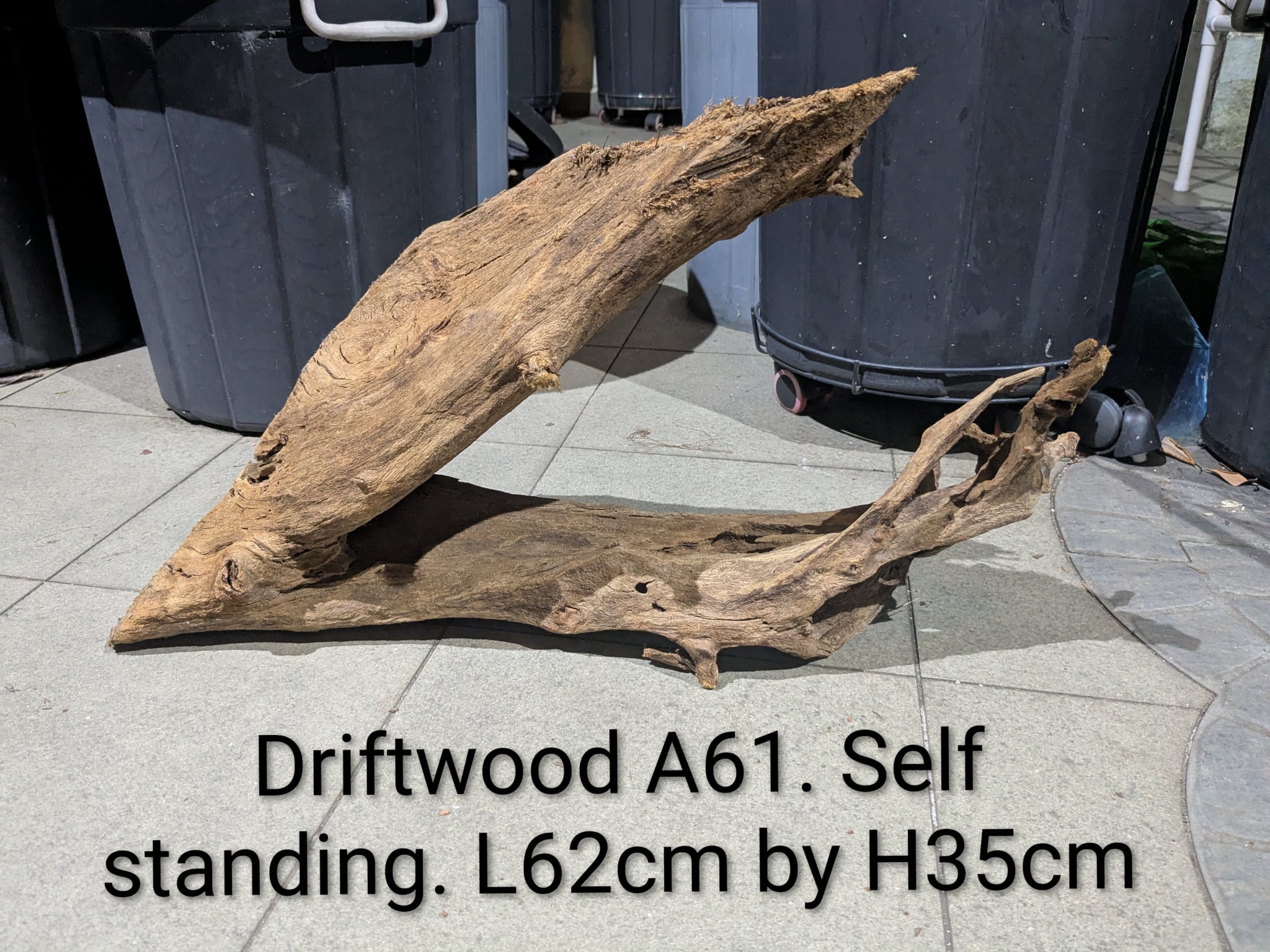 Extra large beautiful shaped Malayan driftwood