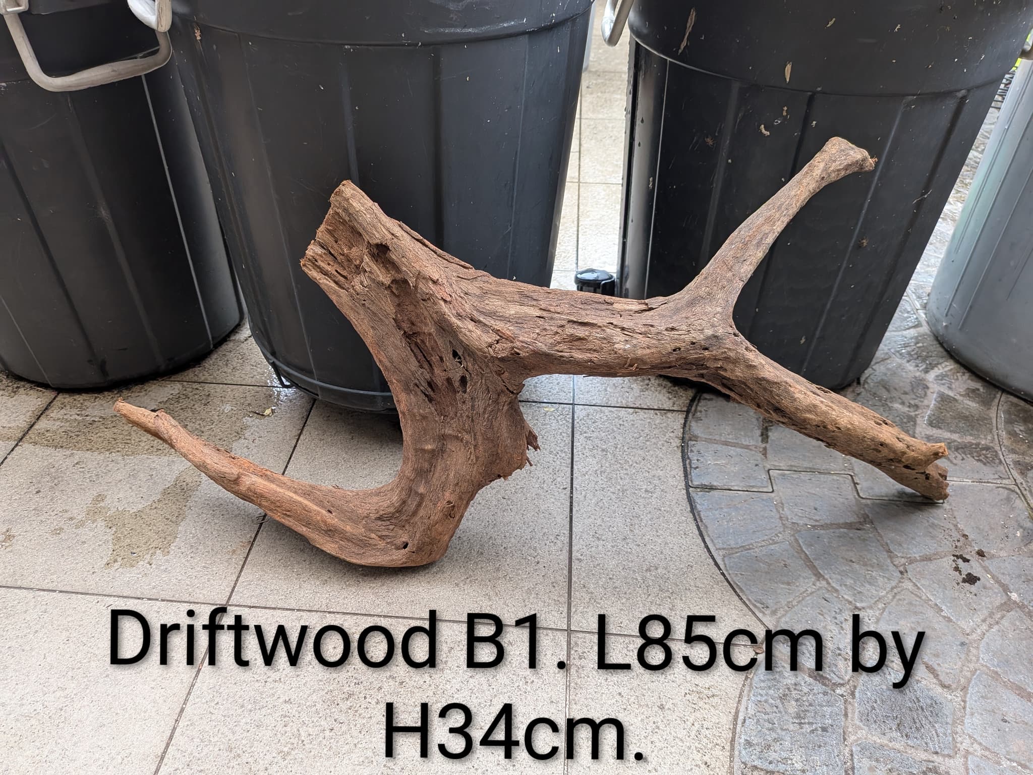 Extra large beautiful shaped Malayan driftwood