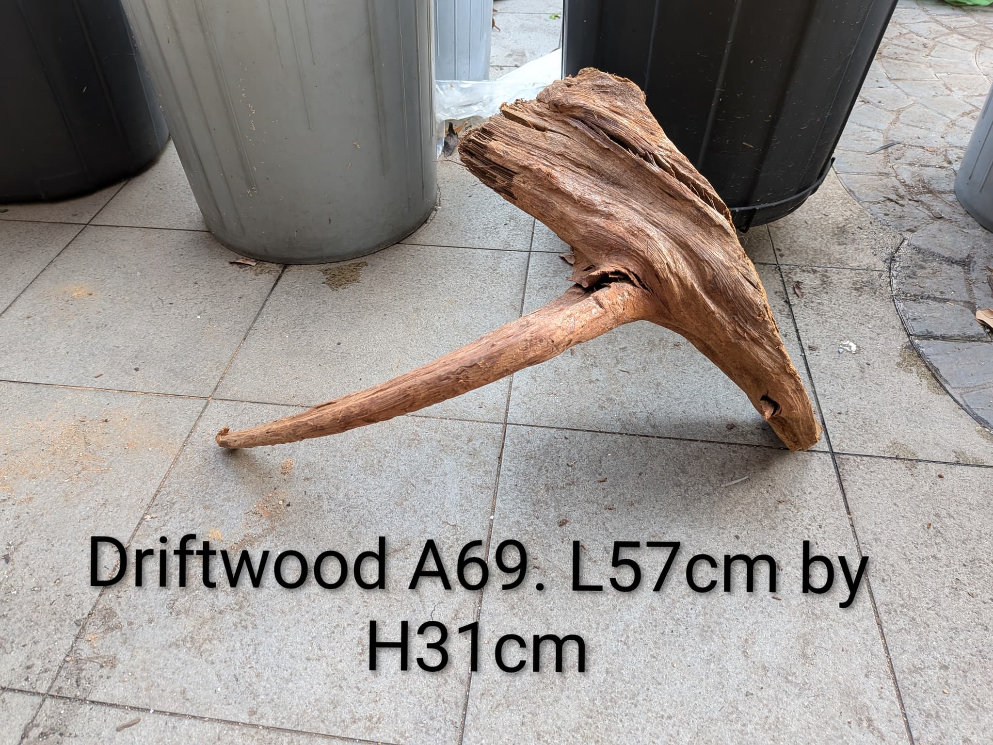 Extra large beautiful shaped Malayan driftwood