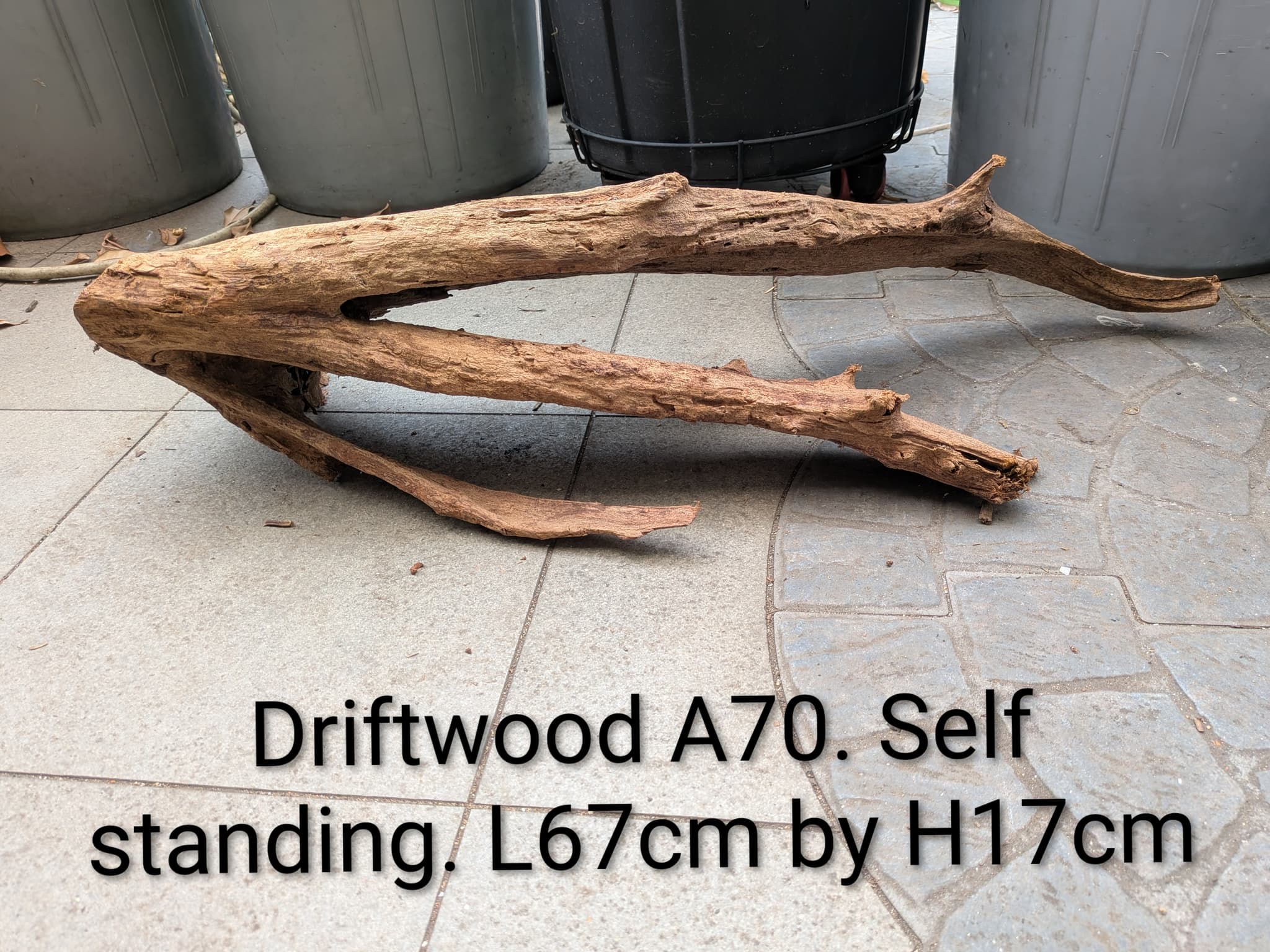 Extra large beautiful shaped Malayan driftwood