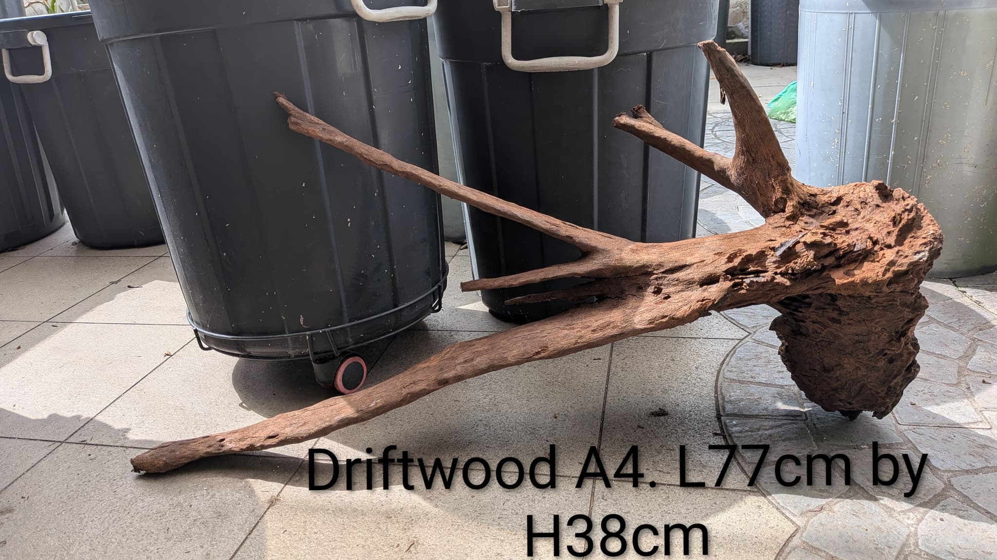 Extra large beautiful shaped Malayan driftwood