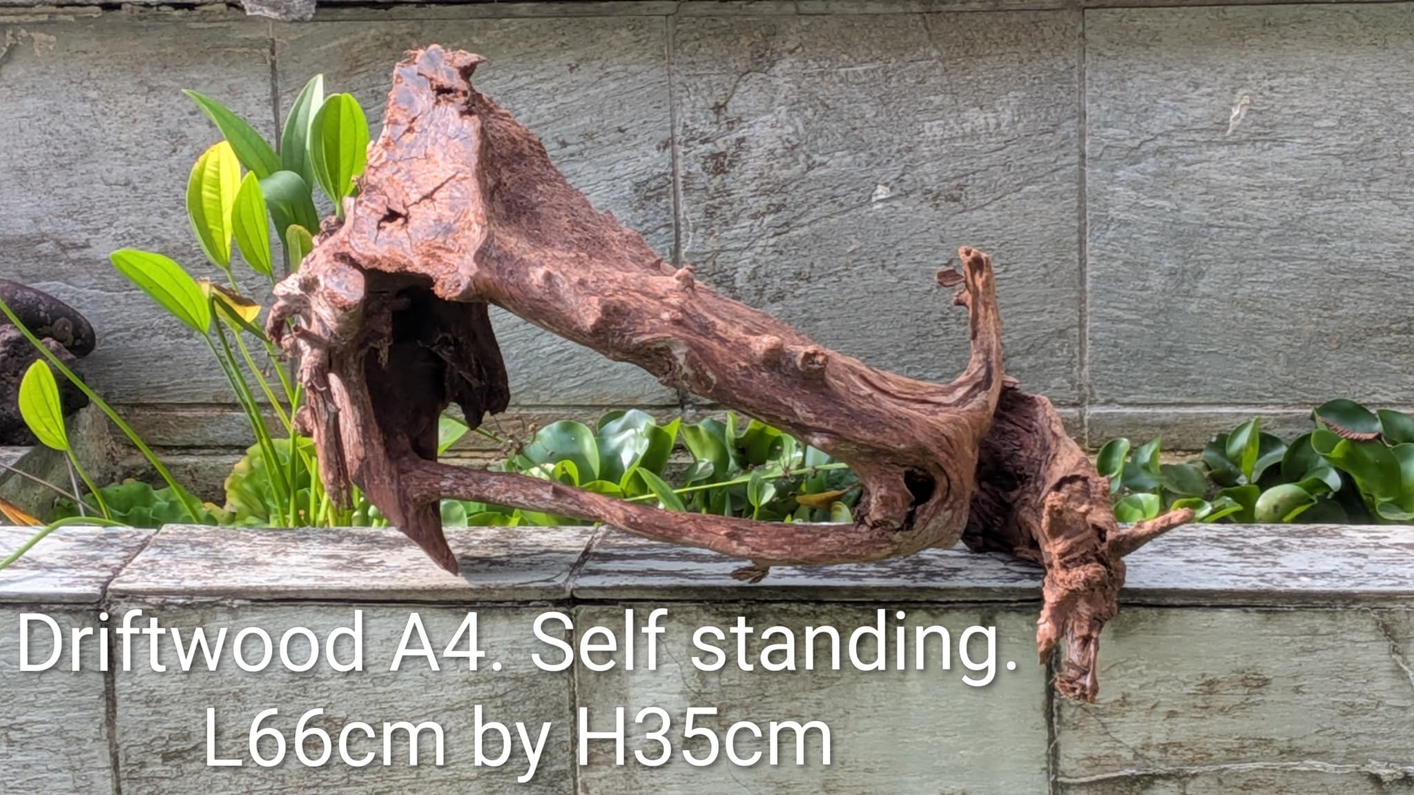 Extra large beautiful shaped Malayan driftwood