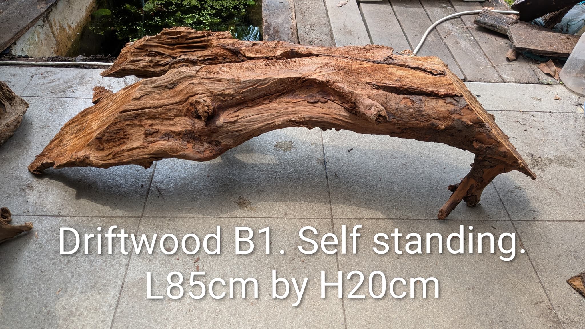 Extra large beautiful shaped Malayan driftwood