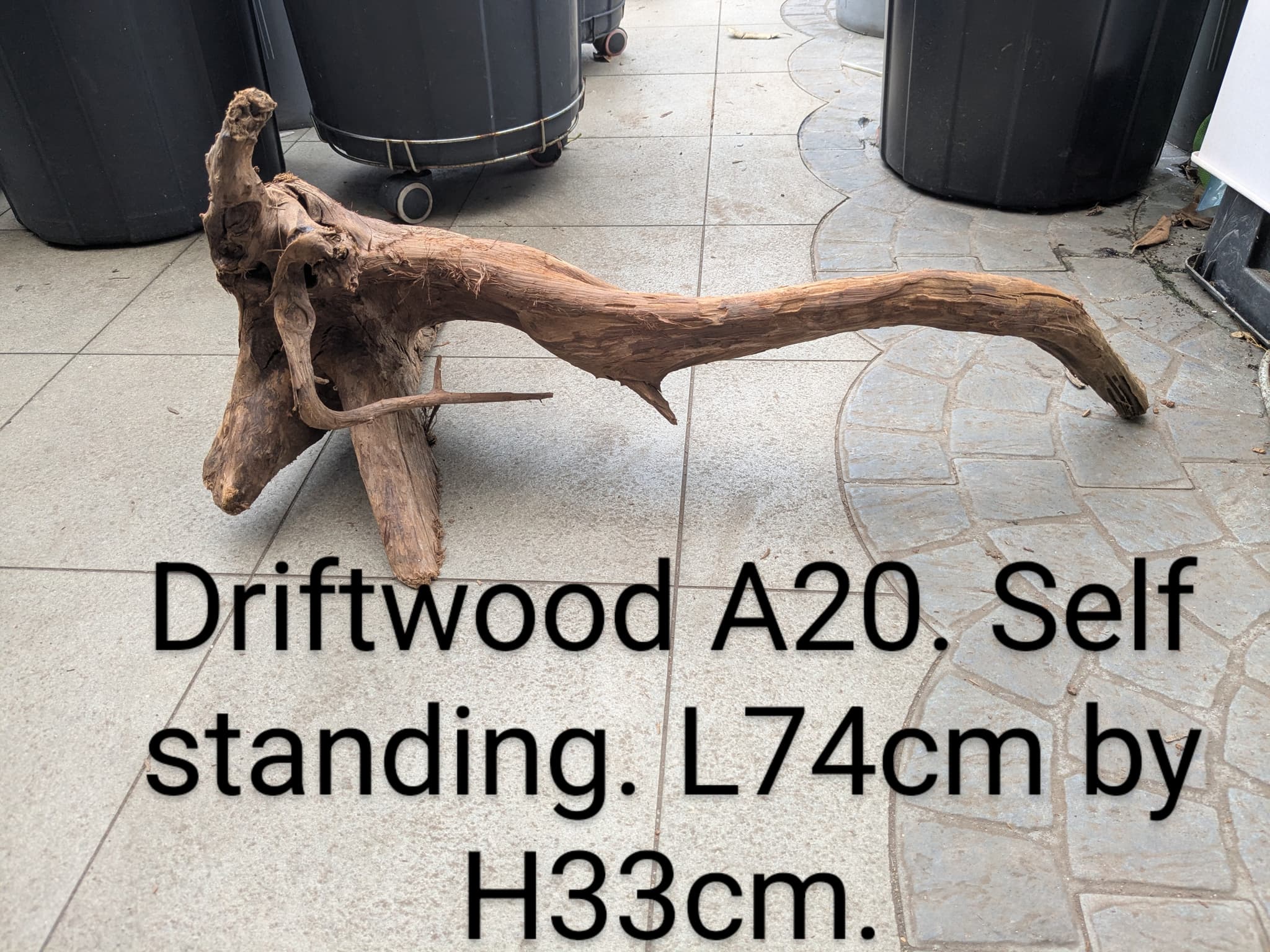 Extra large beautiful tree roots shaped Malayan driftwood