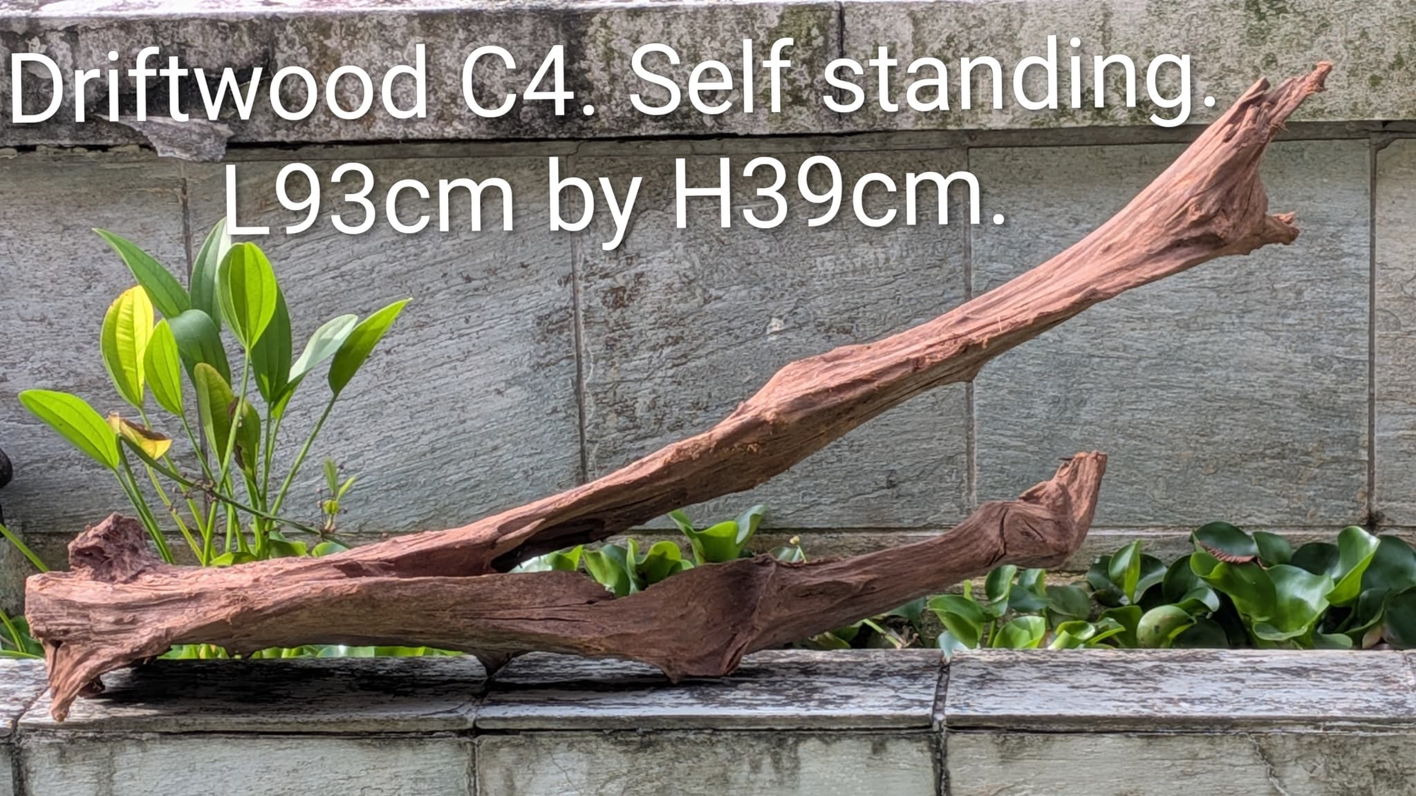 Extra long beautiful shaped Malayan driftwood
