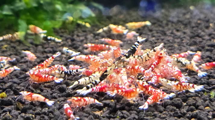 Fancy tiger shrimp 1cm