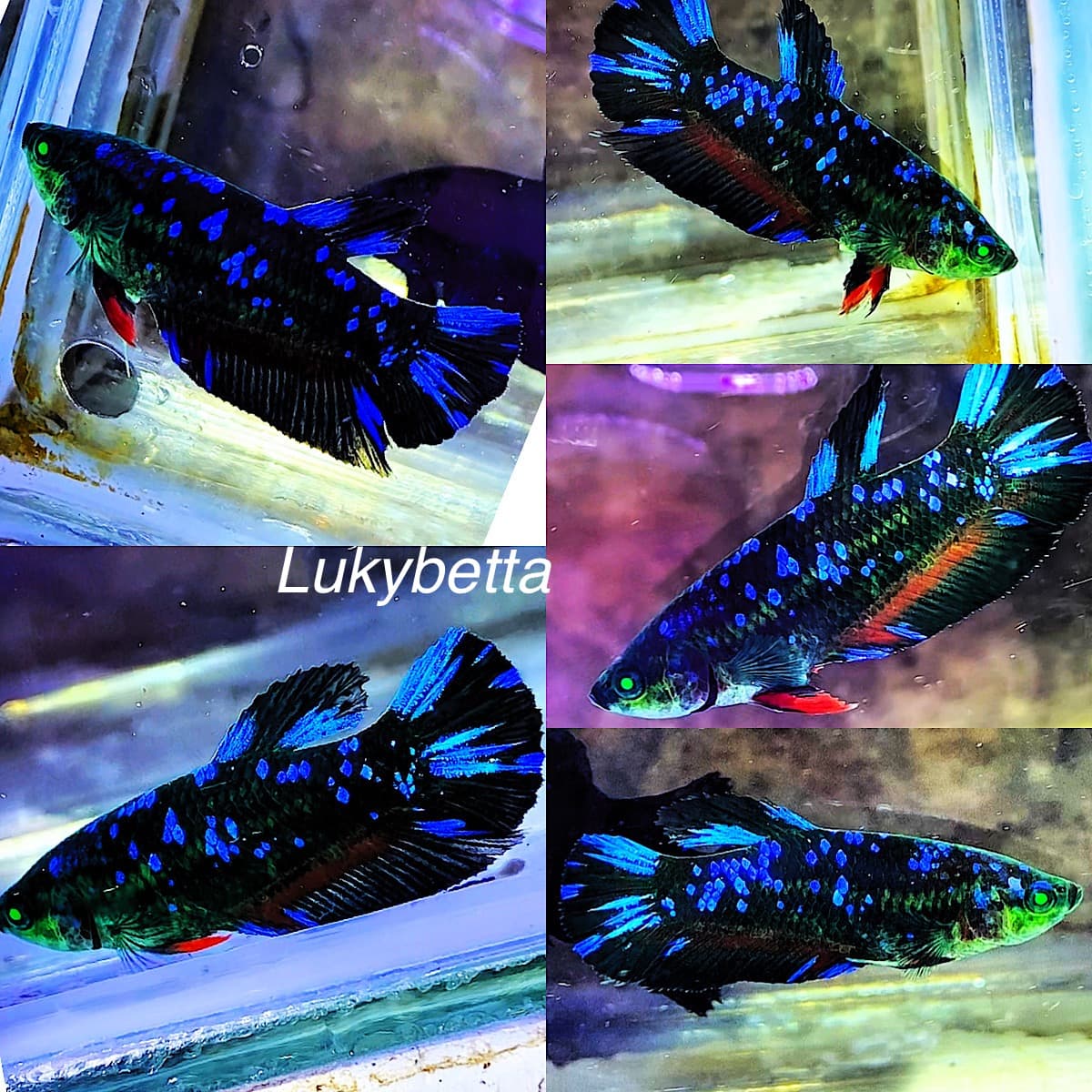 Female avatar hulk GREEN eyes