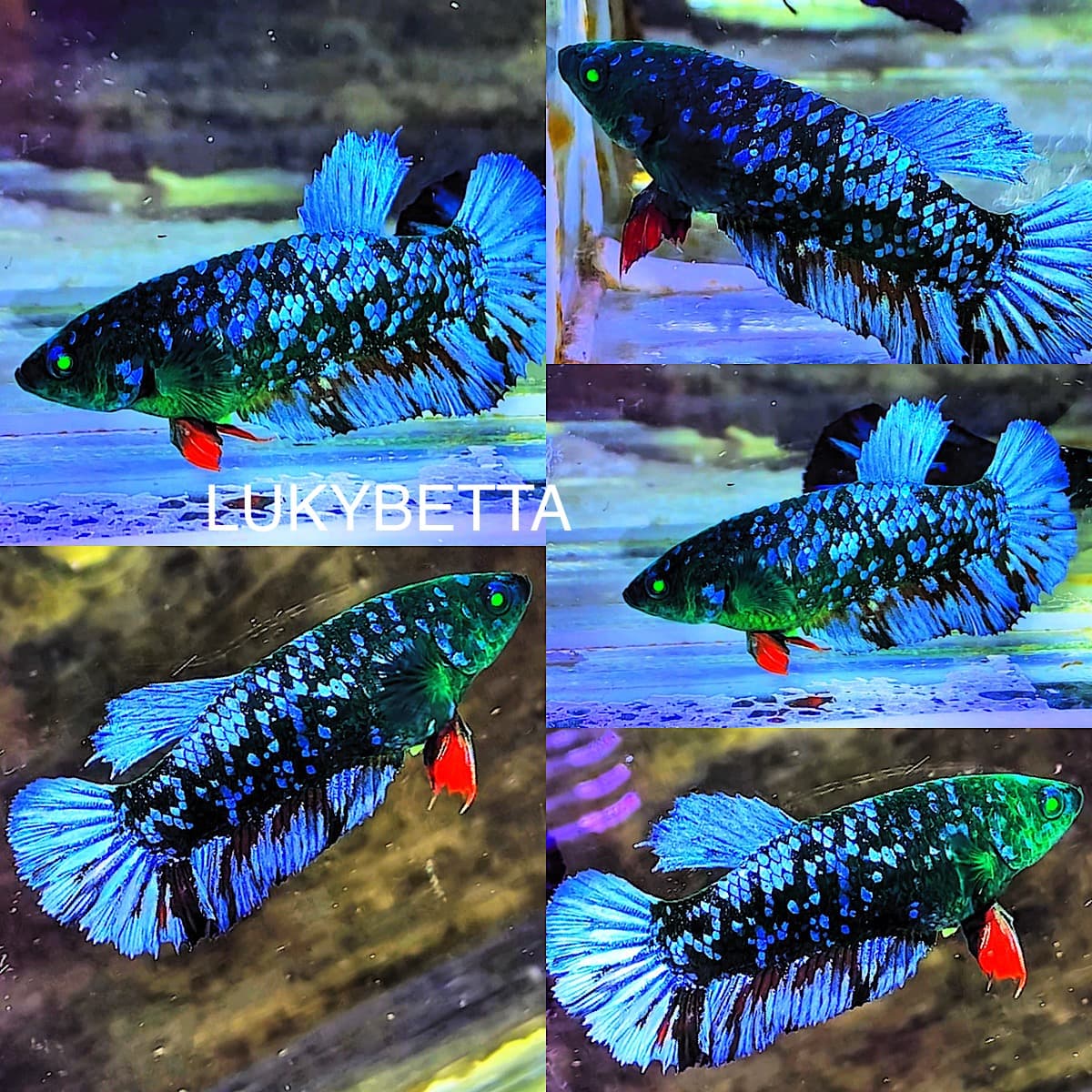 Female avatar nebula hulk