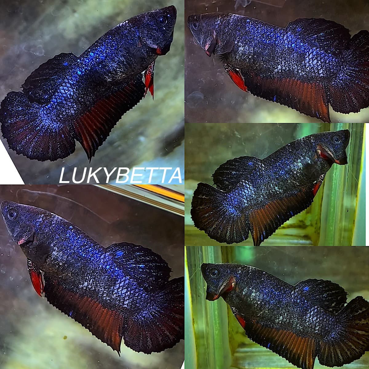 Female avatar nebula