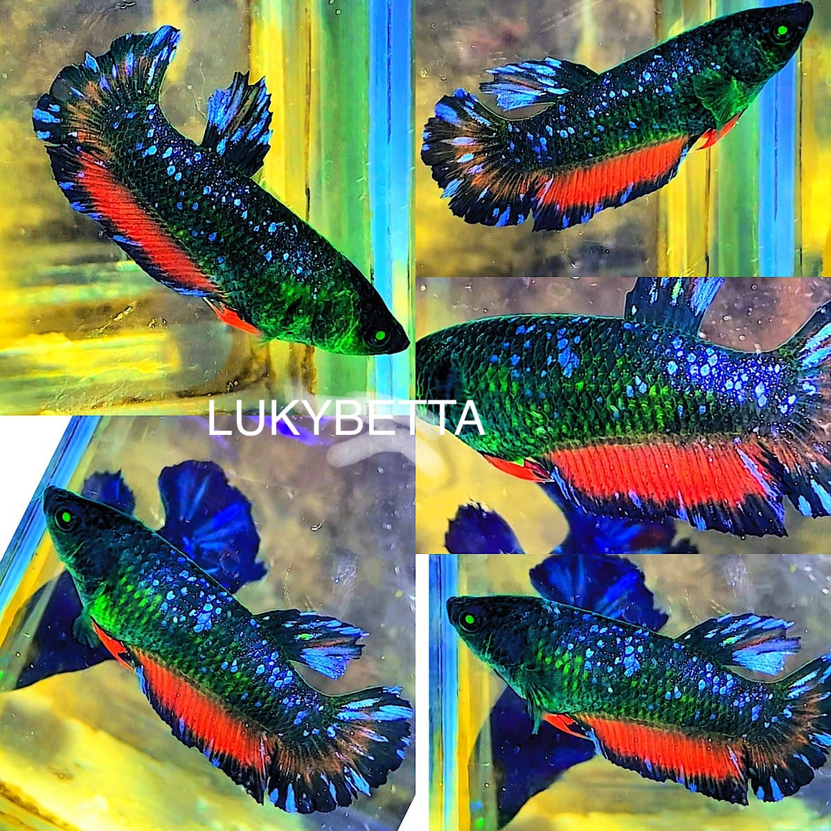 Female nebula stardust