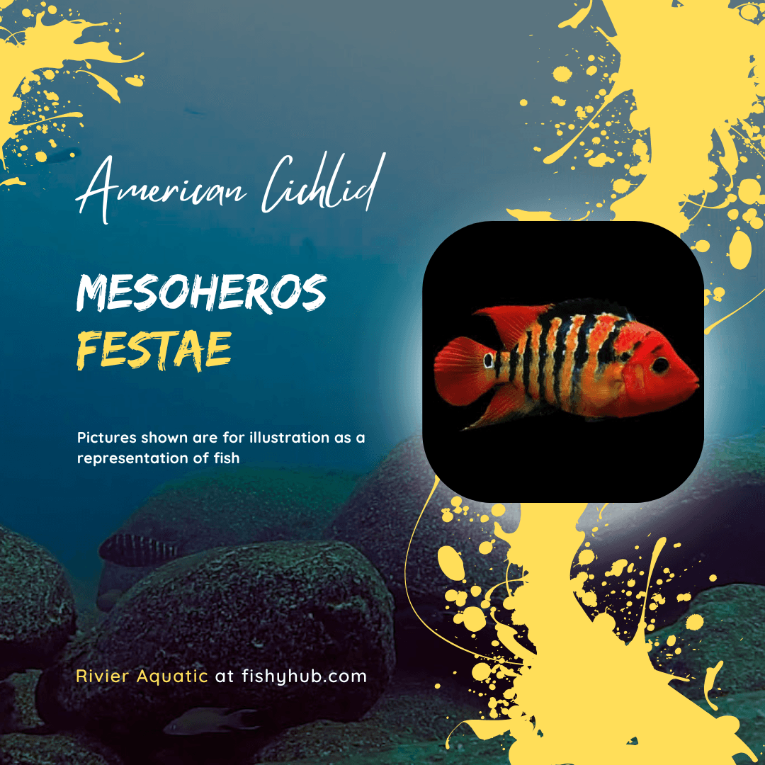 Red Terror Cichlid (Mesoheros Festae)