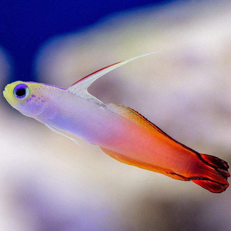 Fire Goby - Africa