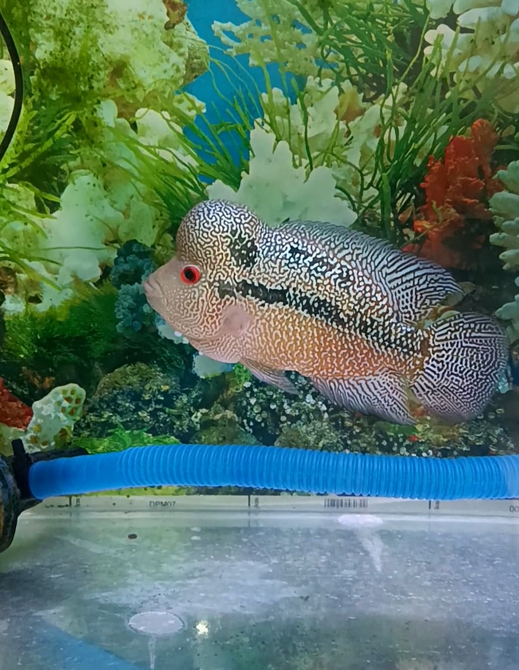 Flower horn indo cencu