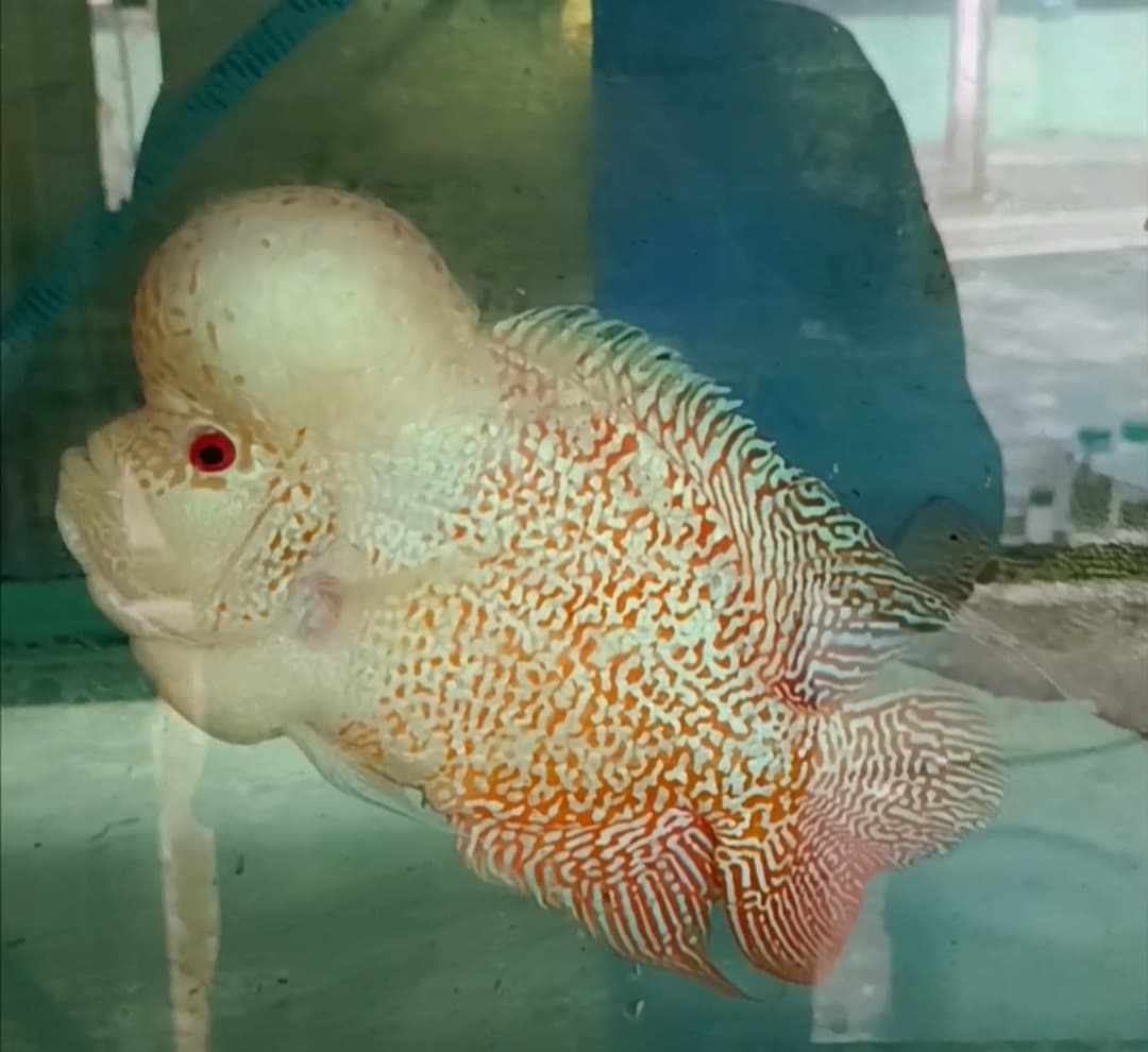 Flowerhorn GoldenBase
