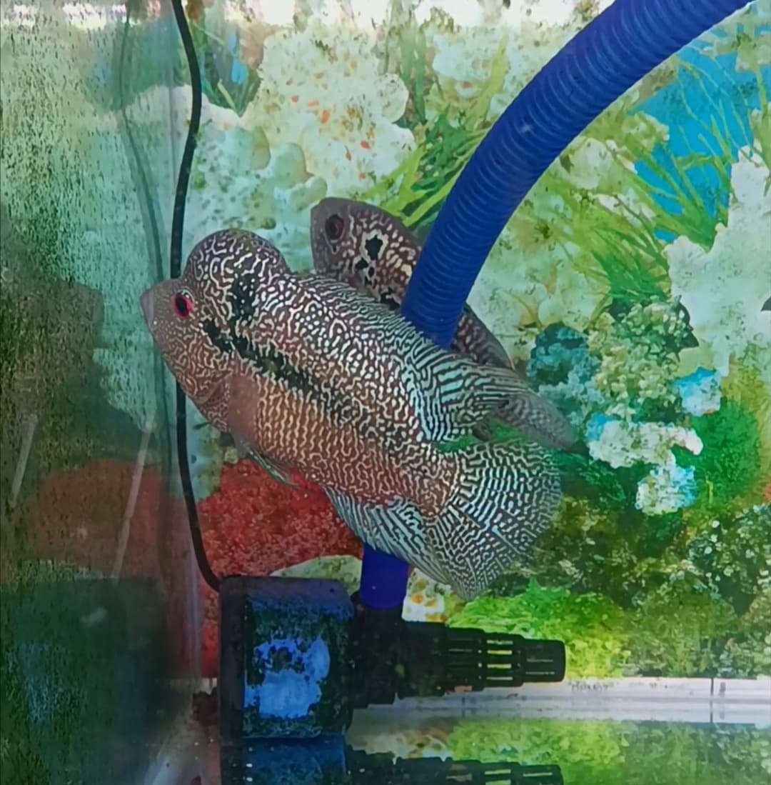 Flowerhorn indo cencu