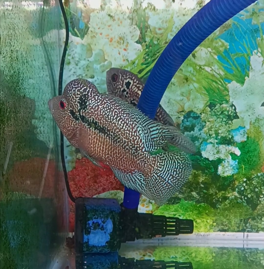 Flowerhorn indo cencu